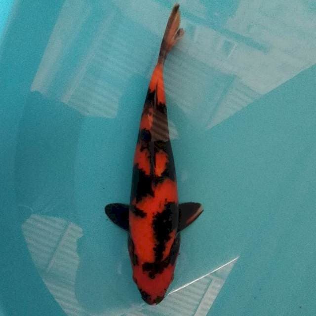Hi Utsuri 29cm