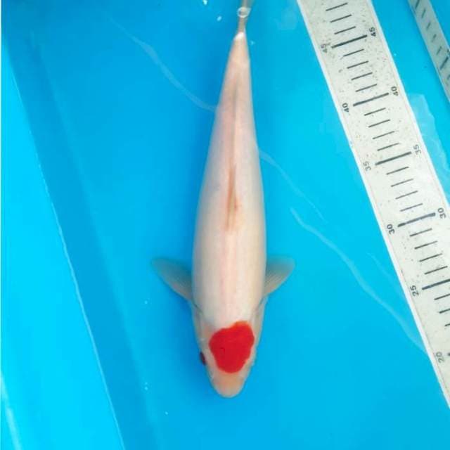 Tancho kohaku 31cm Male