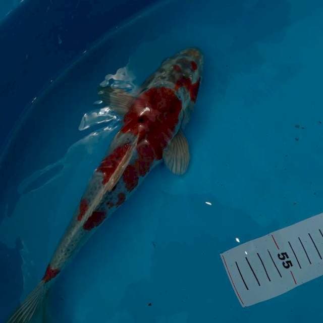 Goshiki 32 cm