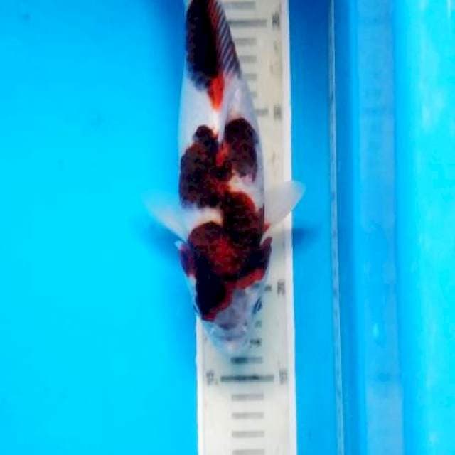 goromo 27 cm