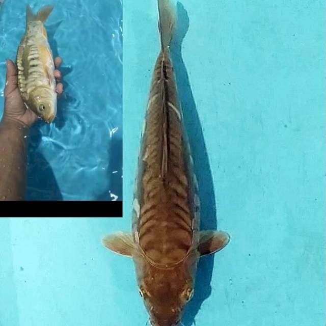 👌 chagoi sisik naga 32cm