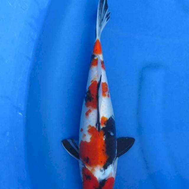 Showa original patern35cm