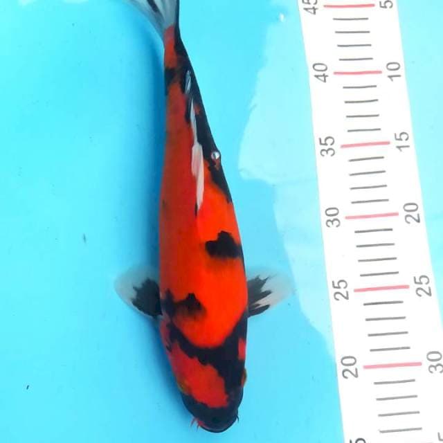 Hi Showa 31 cm