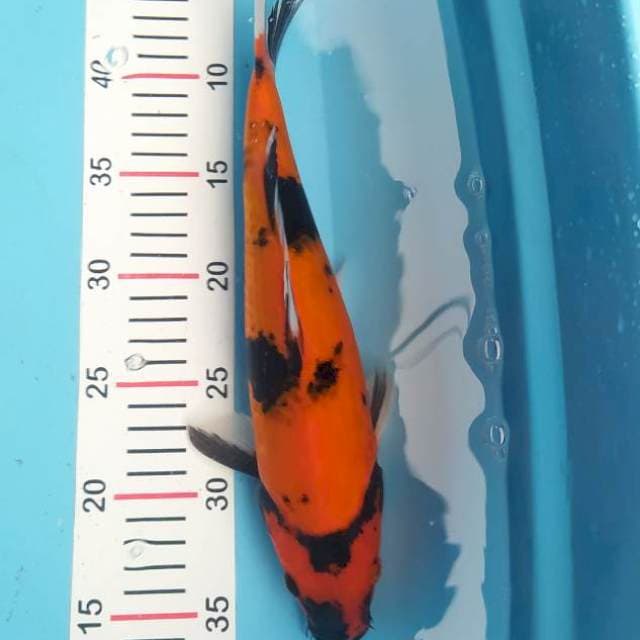 Hi Showa 31 cm