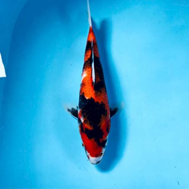 Showa, 26 cm