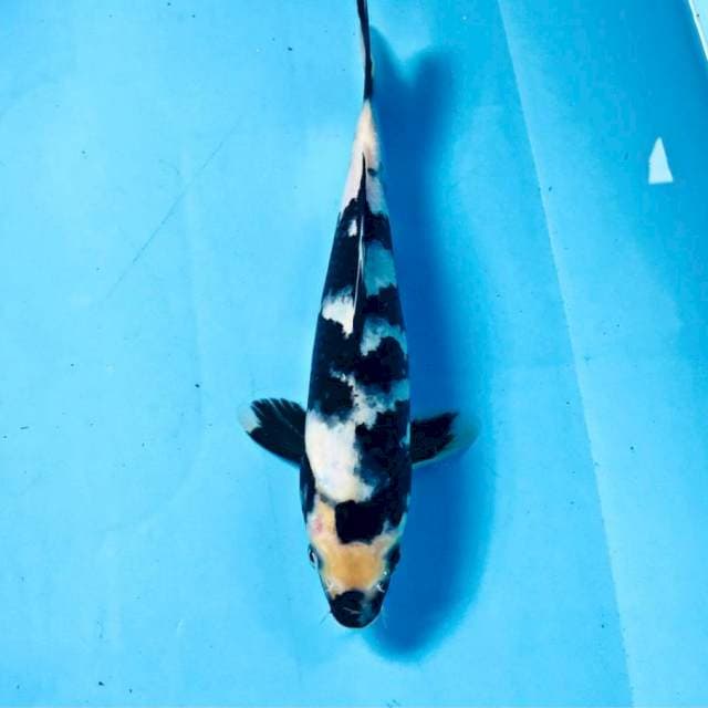 Shiro, 23 cm