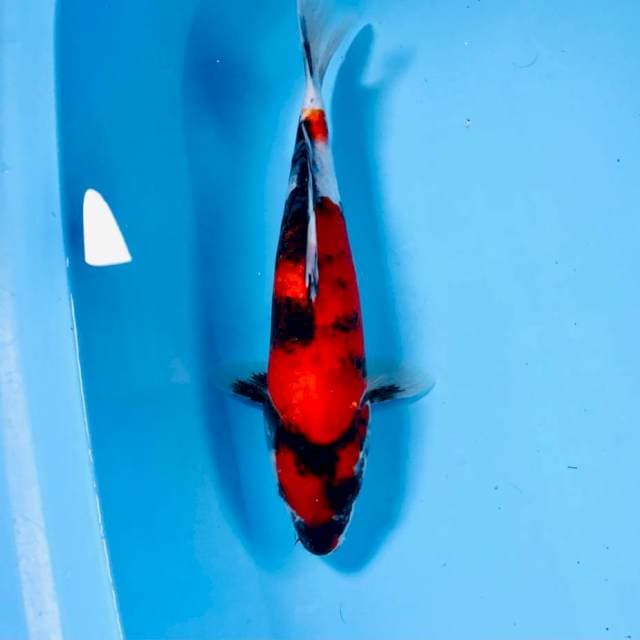 Showa, 27 cm