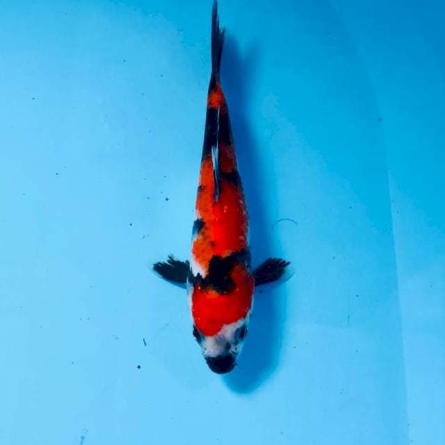 Showa, 19 cm