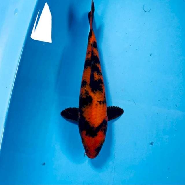 Hi Utsuri, 24 cm
