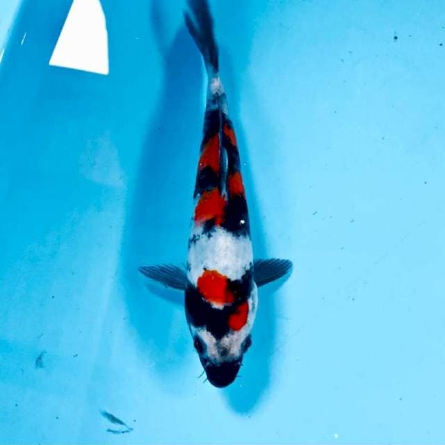 Showa, 19 cm