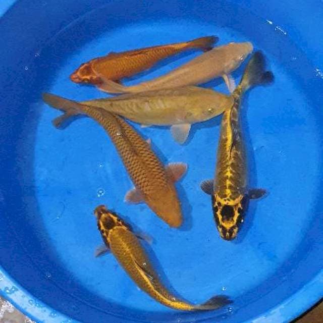Polos mix mukasi dan cagoi