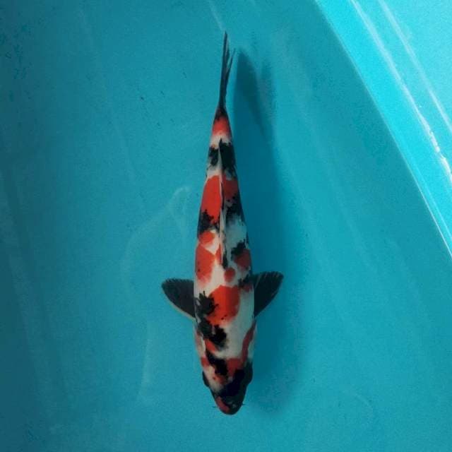 Showa 31cm