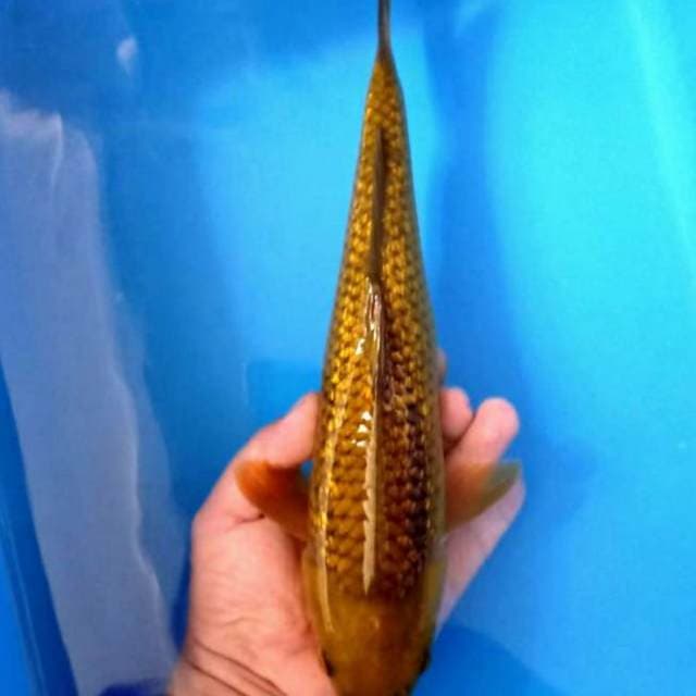 Cagoi tembagà ginrin 33cm body siip