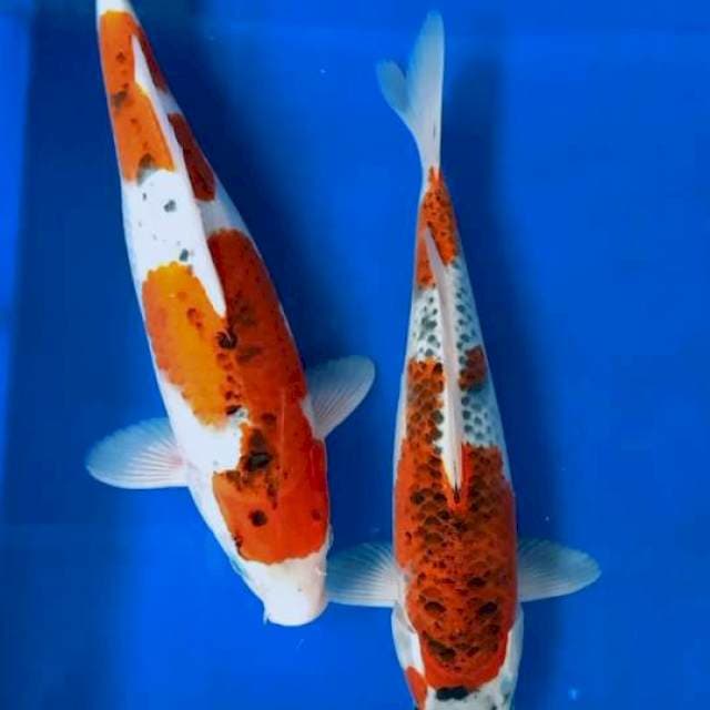 Duo ghosiki 31-36 CM