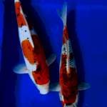Duo ghosiki 31-36 CM