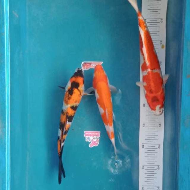 Paket mix 3ekor