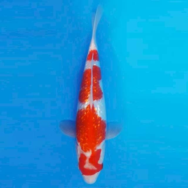 MAGURO 1 - KOHAKU ®
