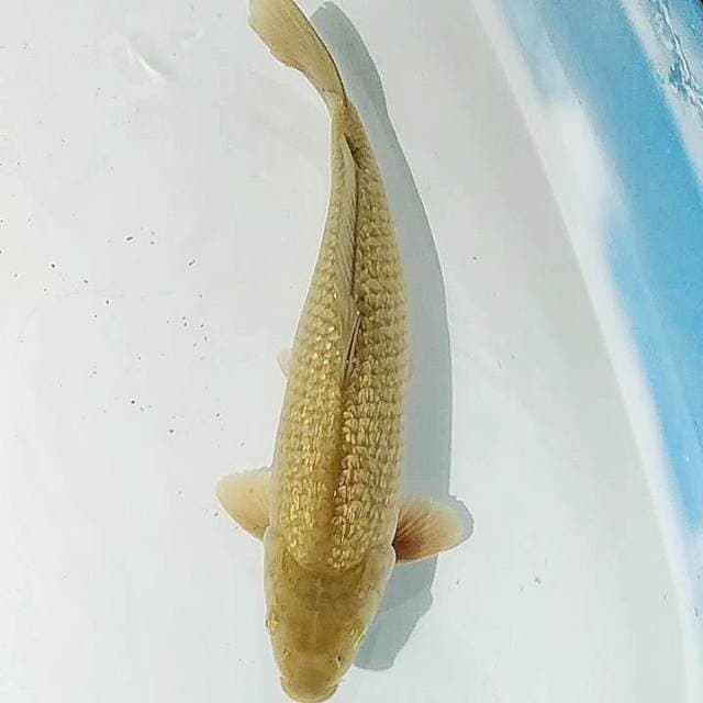 ✔️ midori ginrin 42cm
