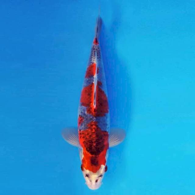 MAGURO 5 - GOSHIKI ®