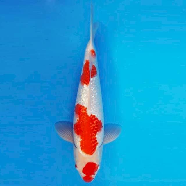 MAGURO 8 - KOHAKU GIN RIN ®