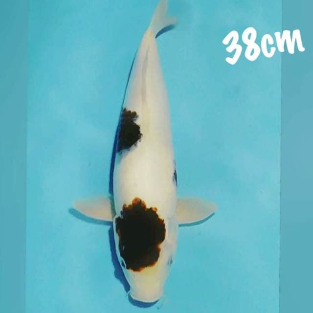 Bodo goromo 38cm
