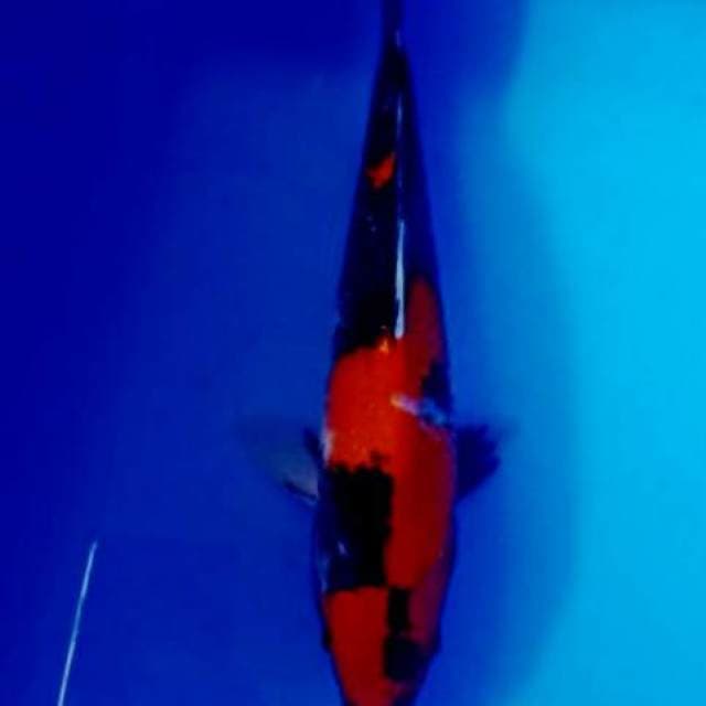 Hi showa 30cm