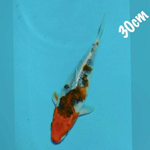 Gosiki 30cm
