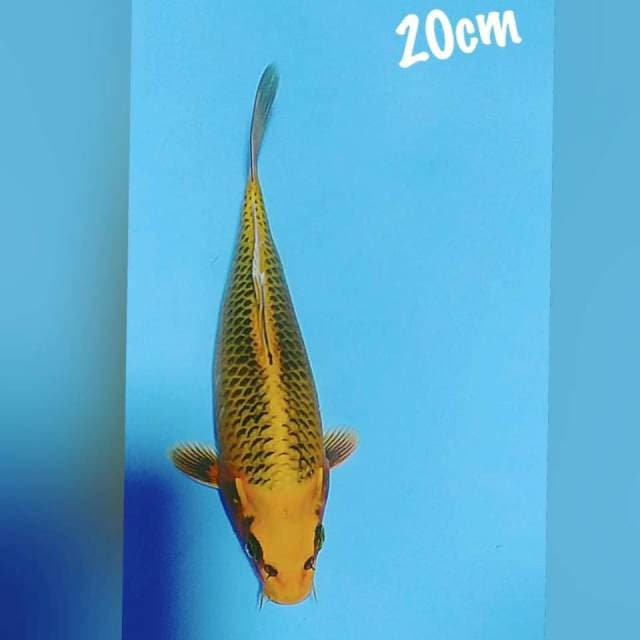 Matsuba 20cm