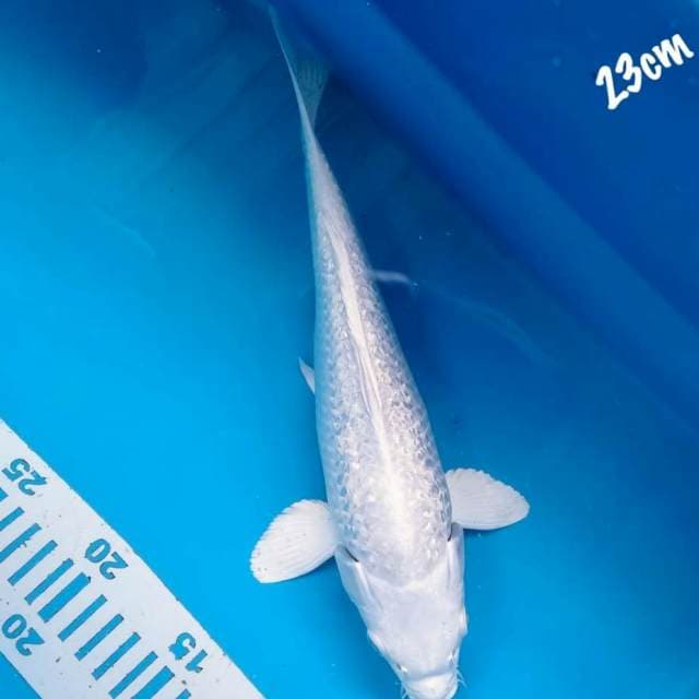 Platinum gindrin 23cm