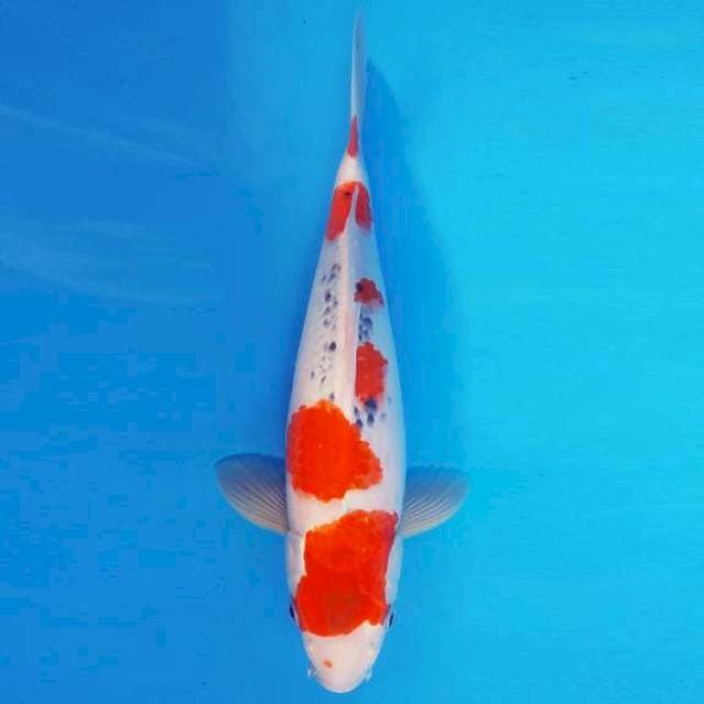 MAGURO 12 - GOSHIKI ®