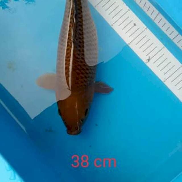 tembaga cagiei