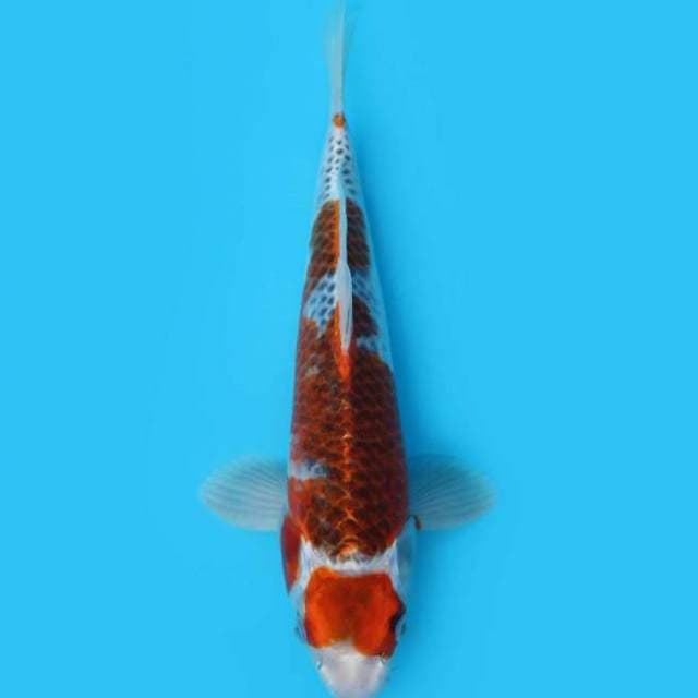 29CM - KUJAKU