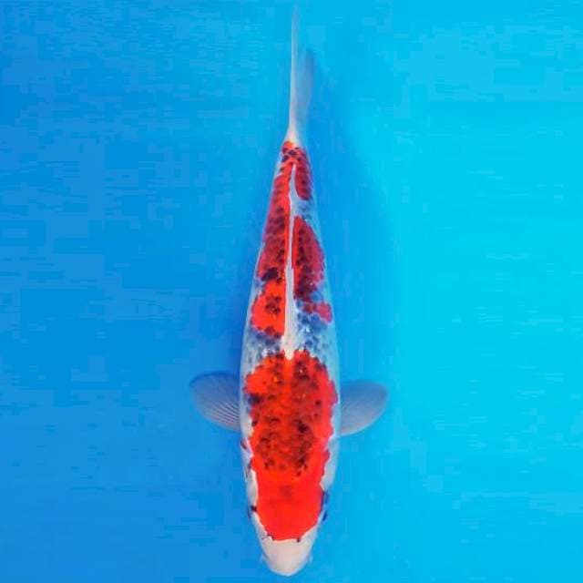 MAGURO 13 - GOSHIKI ®