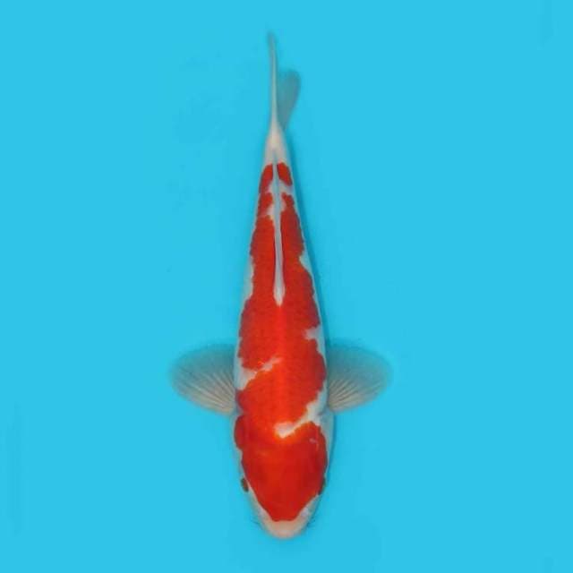 Kohaku 32 Cm