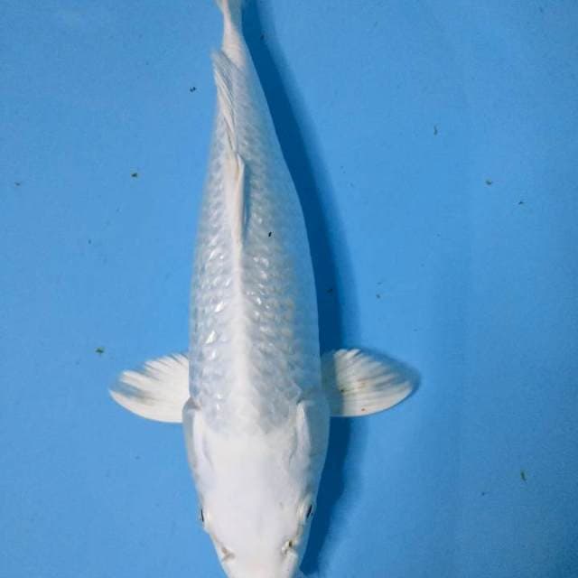 Platinum 36cm