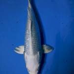 Platinum 36cm