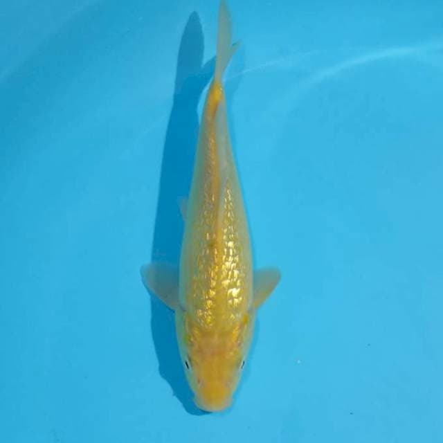 Karasi SQ 24CM