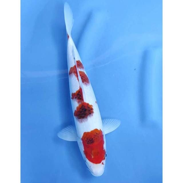 32CM // AI GOROMO