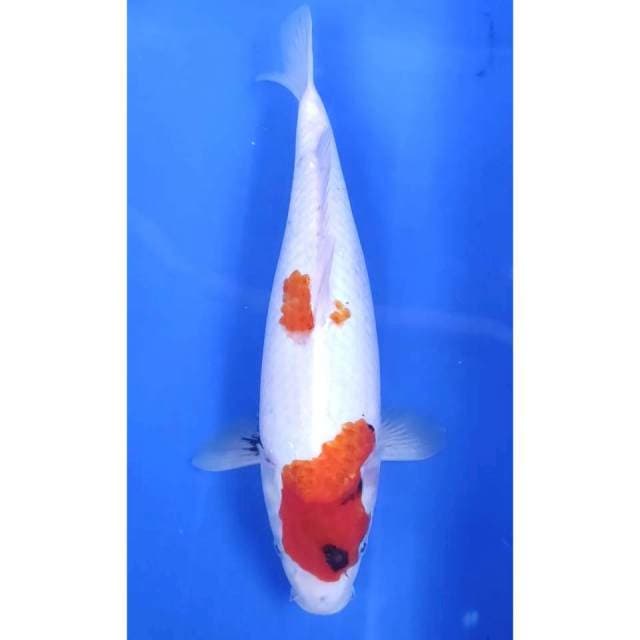 34CM // SHOWA TATEGOI