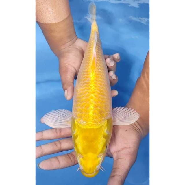 38CM // OGON MATA MERAH