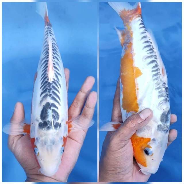 34CM // SHUSUI QUALITY