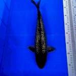 Black soragoi ginrin 36cm