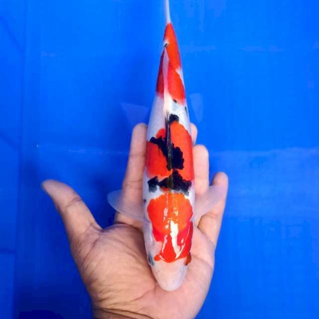 Sanke 30cm