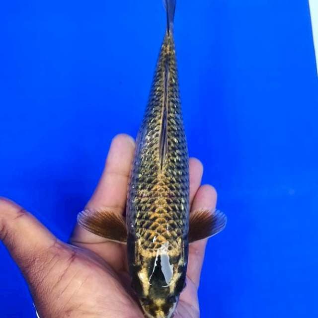 Mukasi ginrin 25cm
