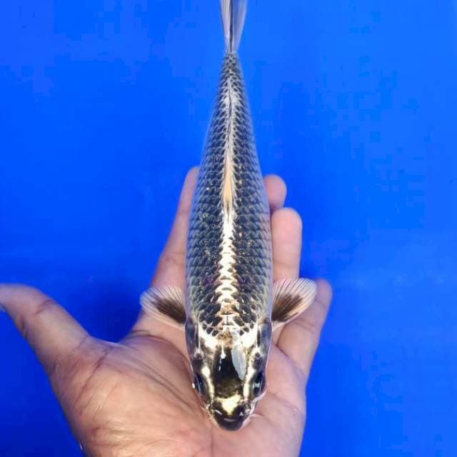 Matsuba motogoro bagus 26cm