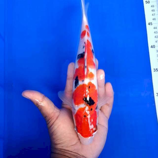Sanke 30cm