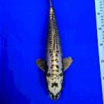 Gold mukasi aragoke 35cm