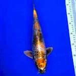 Kin showa 36cm