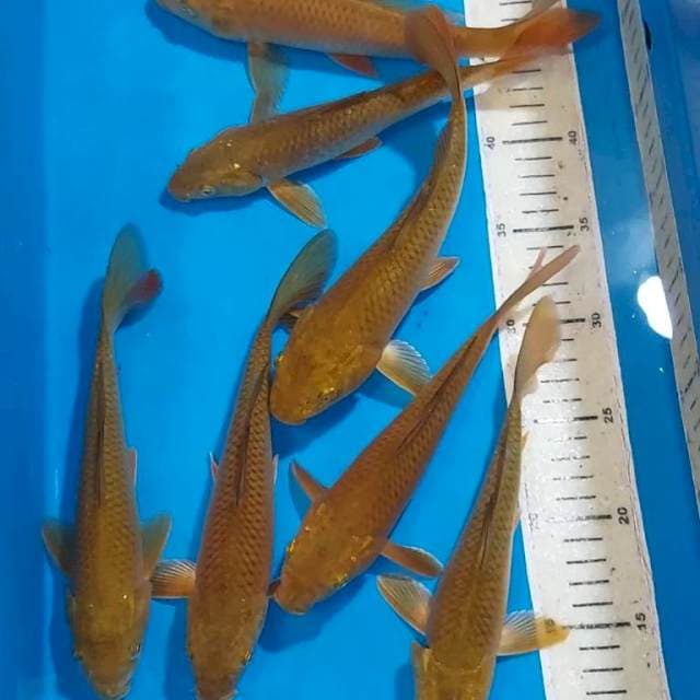 CHAGOI TEMBAGA PROSPECK DI BESARKAN 18-22 CM 7 EKOR