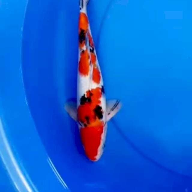 30cm SANKE BAGUS